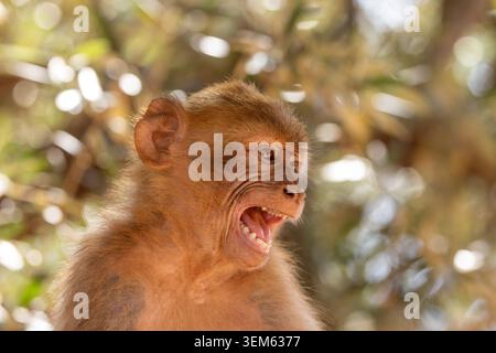 singes barbaresques à ouzoud cascades maroc macaque singe berbere maroc atlas montagnes canon r5 Banque D'Images