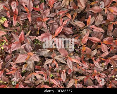 Fond plein cadre de feuillage dense brun rougeâtre et Bordeaux créant une texture botanique naturelle. Banque D'Images