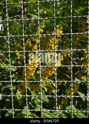 Vue rapprochée d'un arbuste à fleurs jaunes encadré derrière une clôture grillagée carrée mouchetée de rouille. Feuilles vertes ensoleillées et grappes de fleurs jaunes créa Banque D'Images