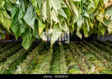 Feuilles de tabac fraîchement récoltées en paquets pour la transformation à bac son, province de Lang son, Vietnam. Banque D'Images