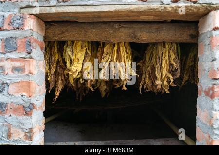 Feuilles de tabac fraîchement récoltées en paquets pour la transformation à bac son, province de Lang son, Vietnam. Banque D'Images