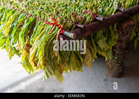 Feuilles de tabac fraîchement récoltées en paquets pour la transformation à bac son, province de Lang son, Vietnam. Banque D'Images