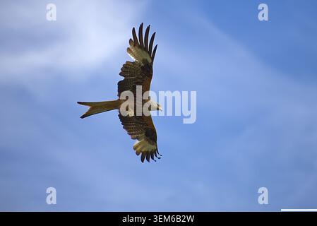 Cerf-volant rouge, Milvus milvus, en vol tenant une calèche dans ses pieds - oiseau de proie et charognard avec des taches blanches sous les ailes et une queue fourchue Banque D'Images