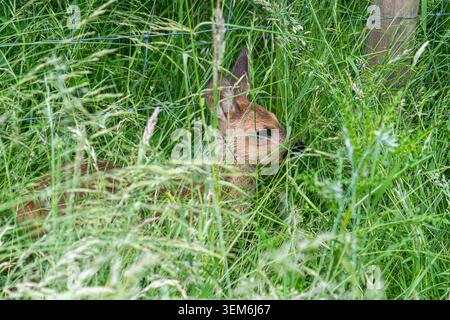 Faon de cerf (Capreolus capreolus) caché dans des hautes herbes au début de juin, Hampshire, Angleterre, Royaume-Uni Banque D'Images
