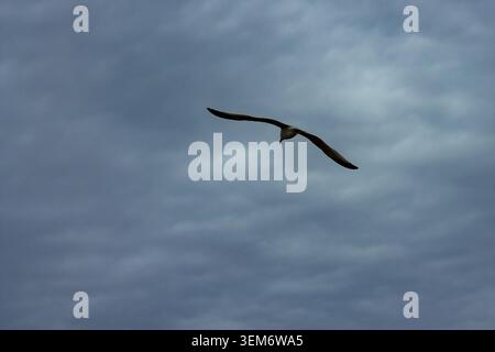 Une mouette solitaire capturée dans un moment de puissance sereine, s'éloignant directement du spectateur contre un ciel dramatique et sombre. L'oiseau est représenté en pleine wi Banque D'Images