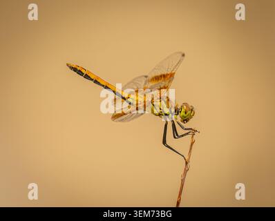 Libellule Meadowhawk (Sympetrum semicinctum) à ailes en bande, probablement femelle ou immature, perchée sur une brindille sur un fond naturel propre dans le Colorado. Banque D'Images