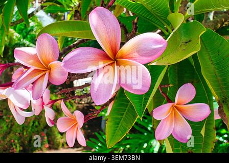 Fleurs de Flumeria hawaïenne la plumeria, également connue sous le nom de frangipanier, est une fleur tropicale qui a une grande importance dans la culture et la tradition hawaïennes Banque D'Images