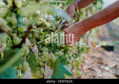 Vue de mains récoltant des raisins blancs mûrs dans un vignoble ensoleillé à Banostor, Voïvodine, Serbie. Banque D'Images