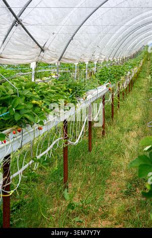 Les plants de fraises poussent dans de longues gouttières surélevées sous un tunnel en plastique avec des lignes d'irrigation et un chemin herbeux. Banque D'Images