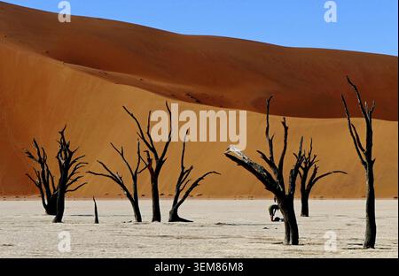 Paysage pittoresque du Vlei mort avec des silhouettes noires d'arbres morts sur fond d'une dune de sable orange dans le désert du Namib, Namibie Banque D'Images