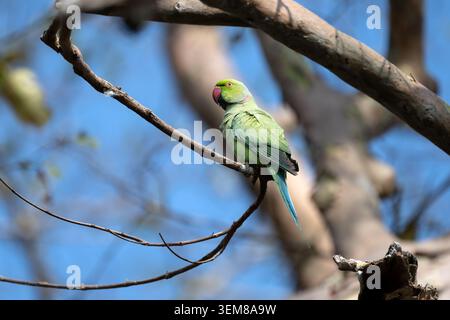Un perruche à collier vert vif (Psittacula krameri) perché sur une branche d'arbre devant un ciel bleu clair dans le parc national de Willpattu. Banque D'Images