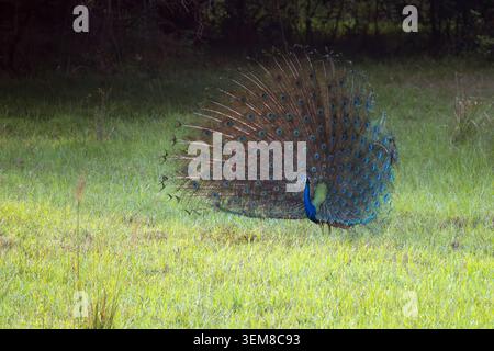 Un paon indien mâle (Pavo cristatus) exhibant ses magnifiques plumes de queue lors d'une parade nuptiale dans le parc national de Minneriya, au Sri Lanka. Banque D'Images