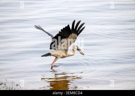 Une cigogne à bec ouvert d'Asie (Anastomus oscitans) déploie ses ailes, sur le point de s'envoler d'une zone humide du parc national de Minneriya, au Sri Lanka. Banque D'Images