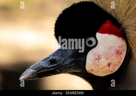 Gros plan portrait d'une grue grise couronnée grise affichant sa couronne de plumes dorées emblématiques, son écusson rouge vif sur la gorge et ses marques faciales distinctives. Détaillé Banque D'Images