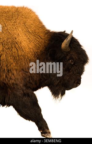 Un puissant bison des bois (athabascae) marchant sur un fond blanc épuré et minimaliste, capturant le profil majestueux de l'animal canadien déchiré. Banque D'Images