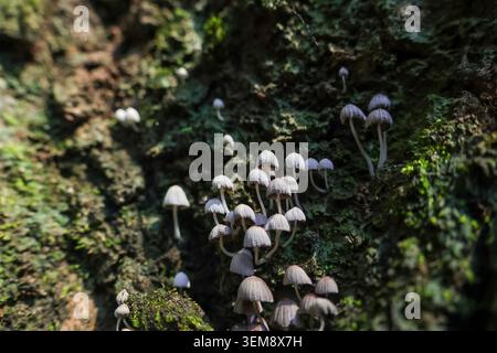 De minuscules espèces de champignons sauvages et de champignons prospèrent sur la mousse verte recouvrant l'écorce d'arbre humide dans la forêt profonde, évoquant l'humeur mystérieuse de la flore naturelle pendant l'automne Banque D'Images