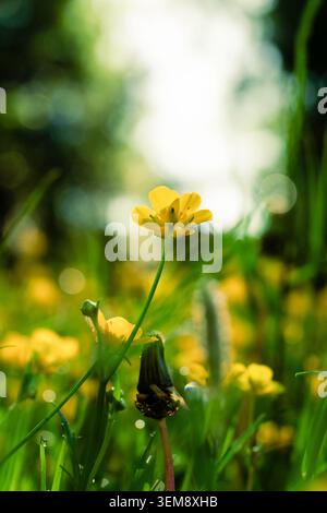 Vue en bas angle de petites fleurs sauvages jaunes fleurissant dans une prairie ensoleillée avec bokeh vert doux, capturant l'atmosphère paisible du printemps en l naturel Banque D'Images