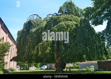 Un monumental Fagus sylvatica 'pendula' (hêtre pleureur) dans le village d'Eenrum, province de Groningen, pays-Bas Banque D'Images