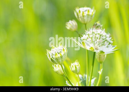 Great Masterwort or Sanícula Hembra - Astrania Major -, Panticosa, Huesca, Espagne Banque D'Images