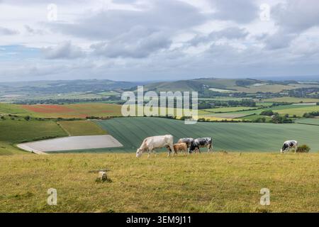 Des vaches qui paissent sur Firle Beacon dans les South Downs, avec des terres agricoles en contrebas Banque D'Images