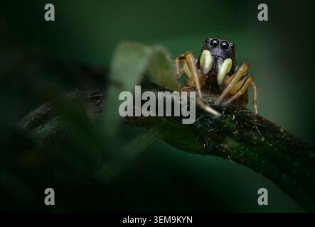 Macro, gros plan d'Une femme Jumper Sun Jumper Spider, Heliophanus cupreus, avec Pedipalps verts face à la caméra au repos, New Forest, Royaume-Uni Banque D'Images