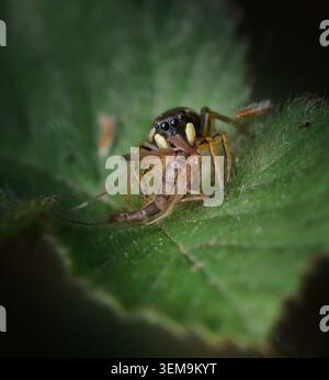Macro, gros plan d'Une femme cuivre Jumper Sun Jumper Spider, Heliophanus cupreus, mangeant peut-être Un moucheron non mordant, Chironomidae, New Forest UK Banque D'Images