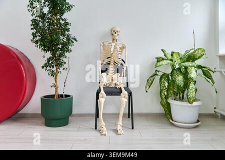 Modèle squelette complet assis debout sur une chaise noire avec des plantes vertes et blanches à proximité, illustrant l'anatomie dans un espace intérieur propre et lumineux wi Banque D'Images