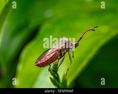 Brown Squash Bug sur Green Leaf dans les jardins Banque D'Images