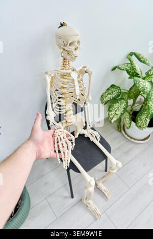 Le modèle anatomique de squelette repose sur une chaise noire simple contre un mur pâle, la main s'étend vers la main de squelette ; cadre lumineux intérieur avec pla vert en pot Banque D'Images