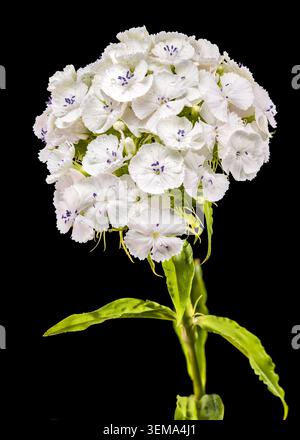 Une macro photographie détaillée d'un amas de fleurs blanc immaculé Sweet William dianthus avec de minuscules gouttelettes d'eau sur les pétales isolées sur un fond noir solide Banque D'Images