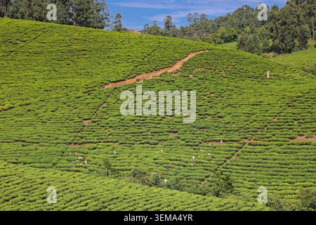 Tee-Plantage à Süd-Ouganda | plantation de thé dans le sud de l'Ouganda Banque D'Images