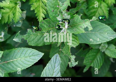 Coléoptère à la menthe ou coléoptère à la menthe verte. Chrysolina herbacée Banque D'Images