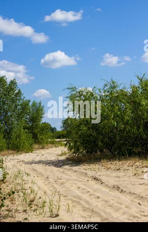 Pistes de voiture entre des buissons verts poussant sur le sable. Banque D'Images