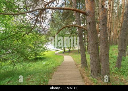 Des pins et des bouleaux entourent une promenade en bois menant à une rivière. Des branches courbes surplombent le chemin de la planche sur une pente verte. Banque D'Images