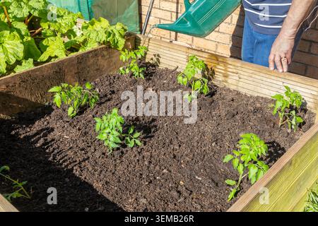 Jardinier masculin senior arrosant des plants de tomates nouvellement transplantés dans un planteur à lit surélevé en bois pour aider à établir des racines après la plantation Banque D'Images