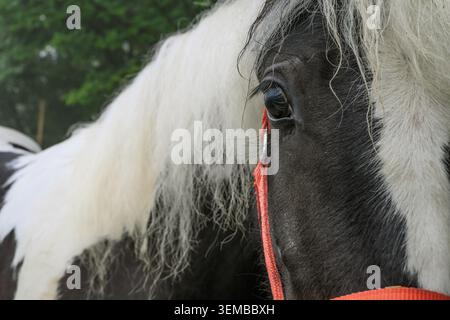 Cheval Gypsy Cob montré en gros plan avec un œil sombre, une longue crinière pâle et un licou rouge dans un enclos de ferme en plein air. Banque D'Images