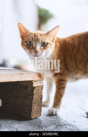 Chat tabby au gingembre regardant curieusement de derrière une caisse en bois rustique dans un cadre intérieur à éclairage doux Banque D'Images