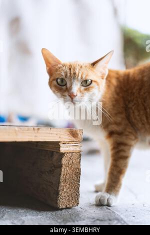 Chat tabby au gingembre regardant curieusement de derrière une caisse en bois dans une lumière naturelle douce Banque D'Images
