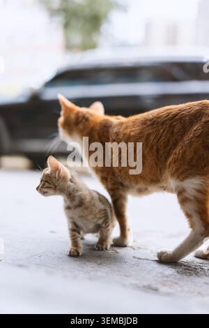 Chat mère tabby orange marchant avec son petit chaton rayé sur le trottoir urbain, lumière naturelle douce Banque D'Images