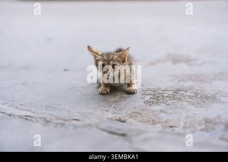 Adorable chaton tabby accroupi sur un trottoir en béton, aux yeux larges et curieux dans une douce lumière naturelle Banque D'Images