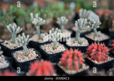 Magasin de fleurs vendant diverses plantes succulentes décoratives en pot, présentoir de magasin avec de nombreuses plantes en vente Banque D'Images
