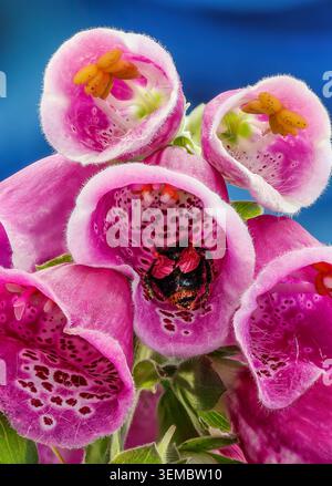 Abeille sauvage rassemblant le nectar au cœur des fleurs vibrantes de foxglove, créant un superbe portrait macro-rose violet de la beauté délicate de la nature. Banque D'Images