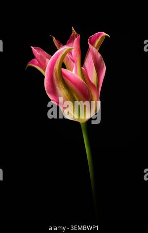 Tulipe 'Virichic' sur fond sombre Banque D'Images