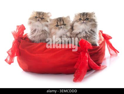 Chaton persan in front of white background Banque D'Images