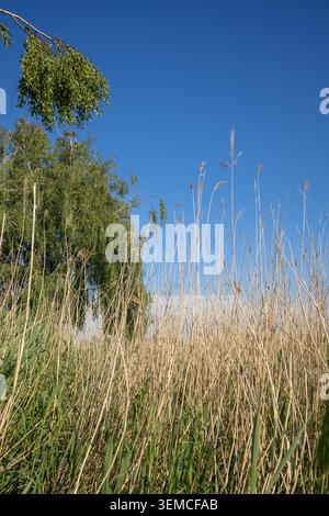 Hautes pointes jaunes de roseaux de lac sur un fond de branches vertes de bouleau et un ciel bleu clair par une journée d'été ensoleillée. Paysage naturel Banque D'Images