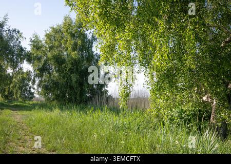 Large champ vert rempli de fleurs sauvages jaunes et d'herbe fraîche sous un ciel d'été lumineux. Paysage de prairie de nature vibrante, fond panoramique Banque D'Images