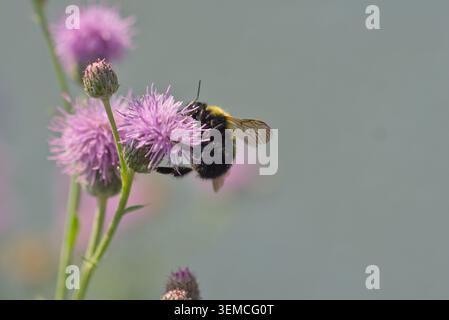 Bourdon recueillant le pollen sur une fleur de chardon violet Banque D'Images
