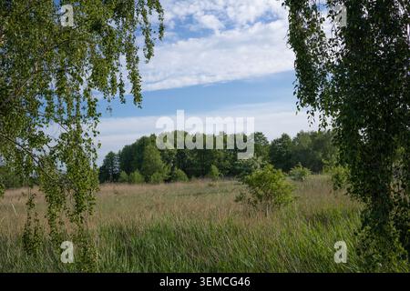 Vue sur la campagne tranquille avec une prairie ouverte et une forêt luxuriante vue à travers un cadre naturel de branches de bouleau vert surplombant. Banque D'Images