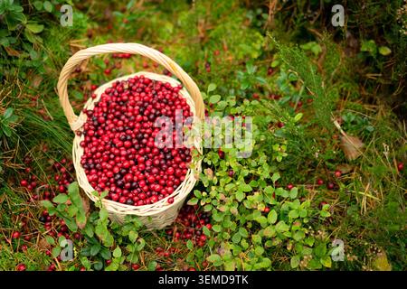 Un panier tissé rempli de canneberges mûres sur fond de verdure forestière mettant l'accent sur la récolte naturelle et biologique. Banque D'Images