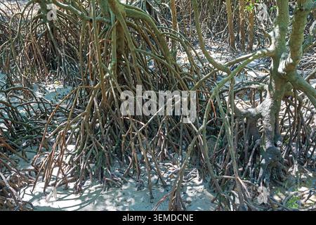 Enchevêtrement de racines de mangrove à Low Tide dans la réserve East point à Darwin, Australie Banque D'Images